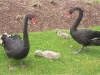 Black swans.jpg